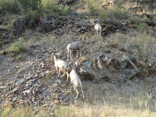 Rocky Mountain Bighorn Sheep.